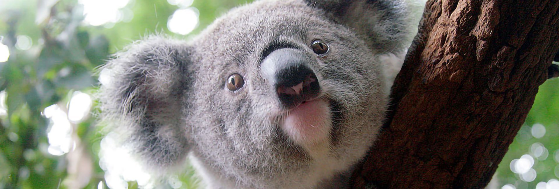 koala_joey-banner
