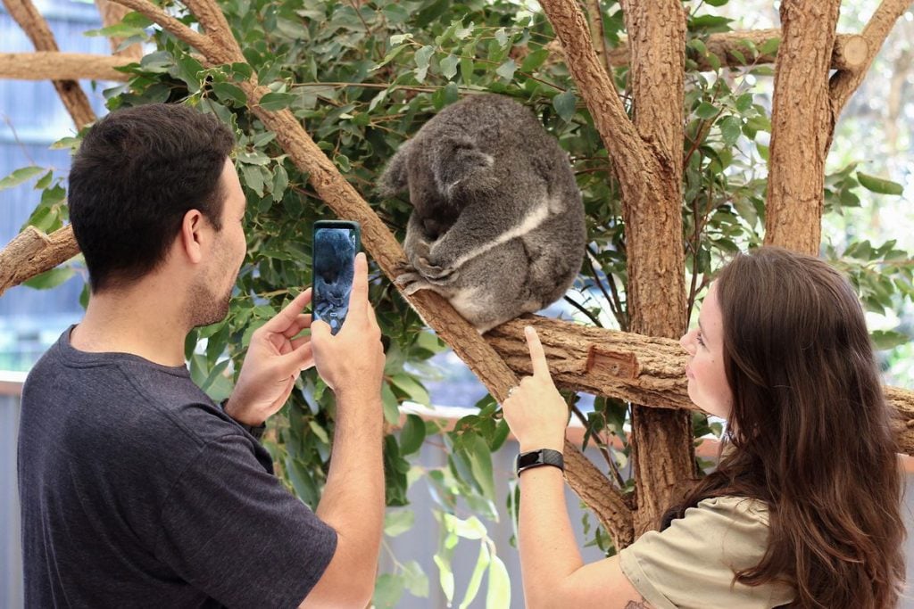 koala experience at Lone Pine Koala Sanctuary