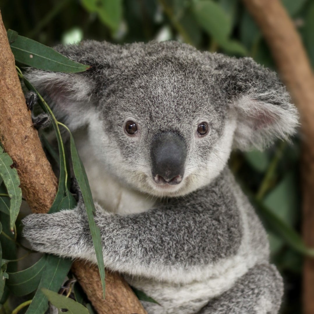 Northern Koala | Lone Pine Koala Sanctuary