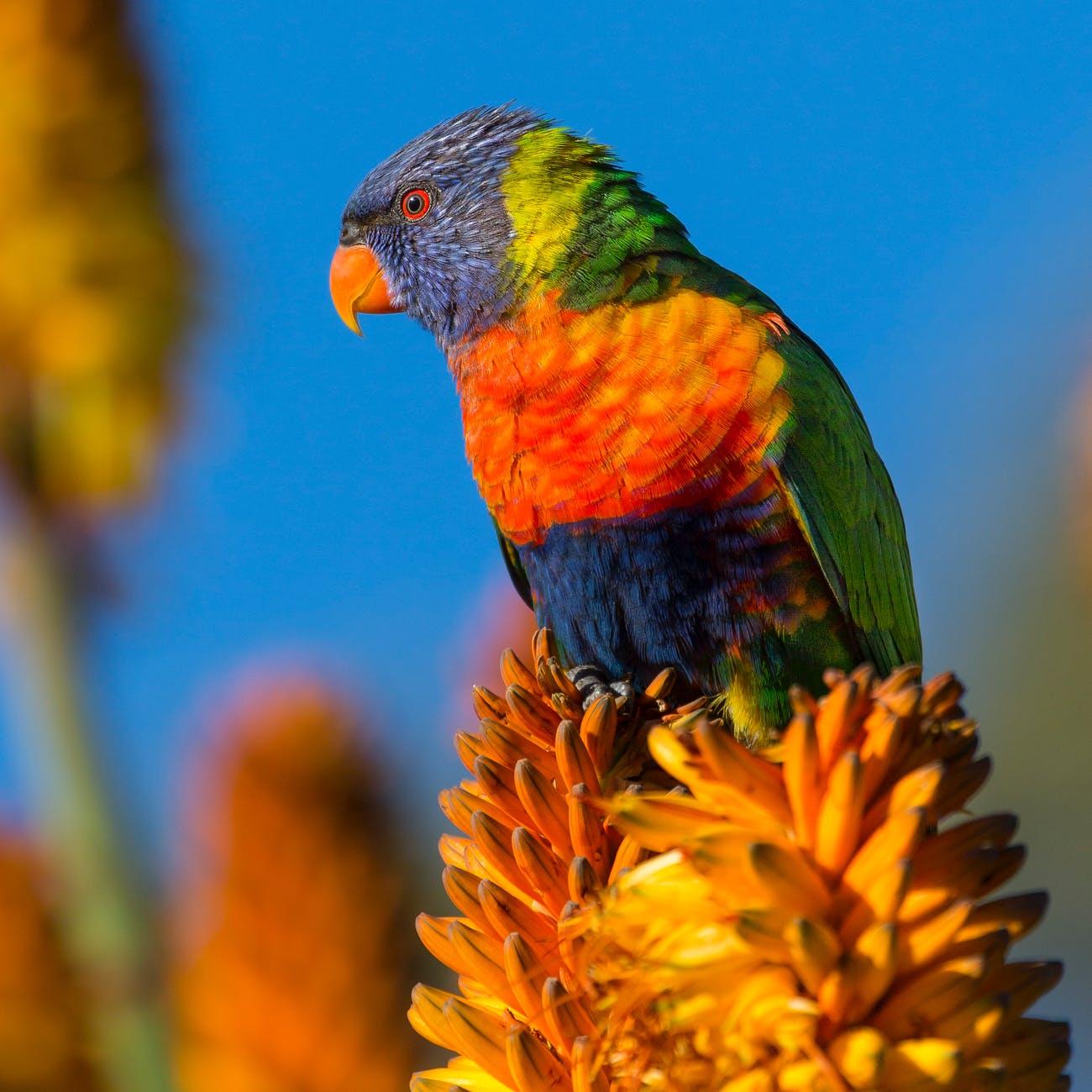 nature bird australia rainbow lorikeet