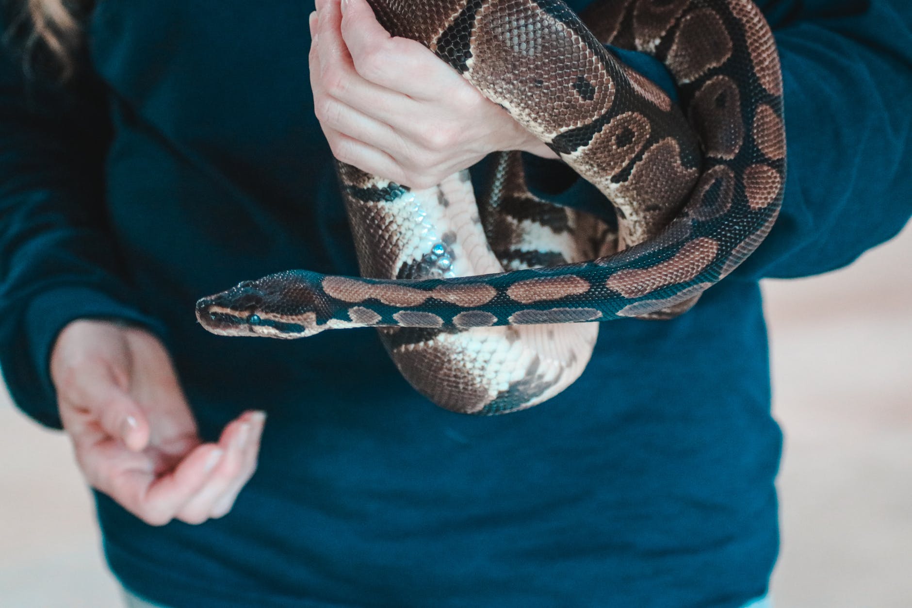 person holding snake