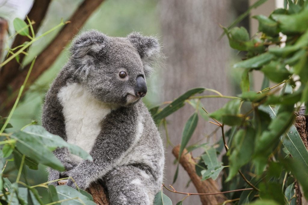 Koala Research | Lone Pine Koala Sanctuary
