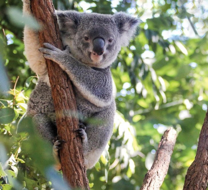 Lone Pine Koala Sanctuary | Discover Brisbane's Koala Sanctuary –  Australian Wildlife, Family Fun