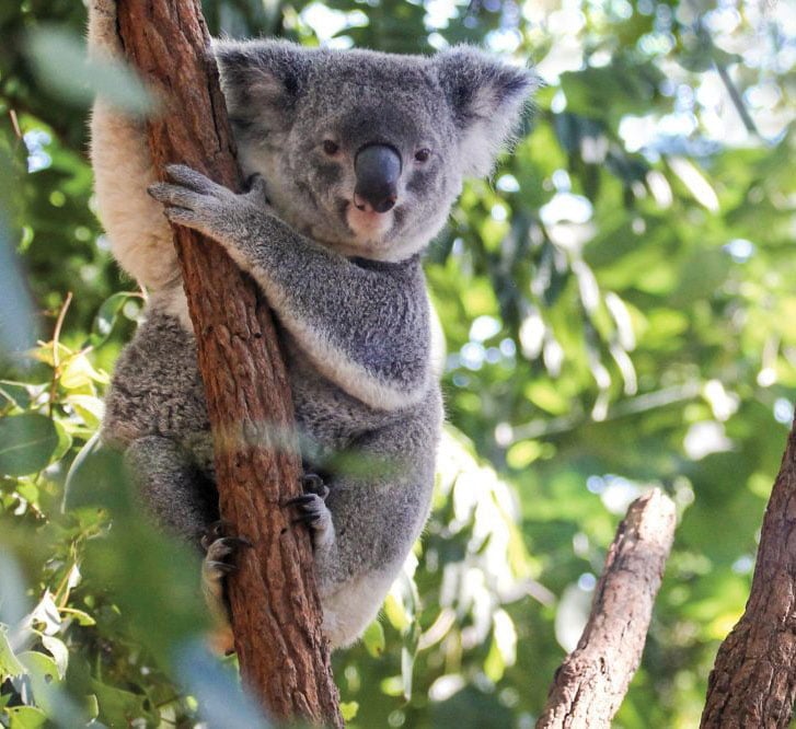 Here's Where Can You Meet or Cuddle a Koala in Queensland