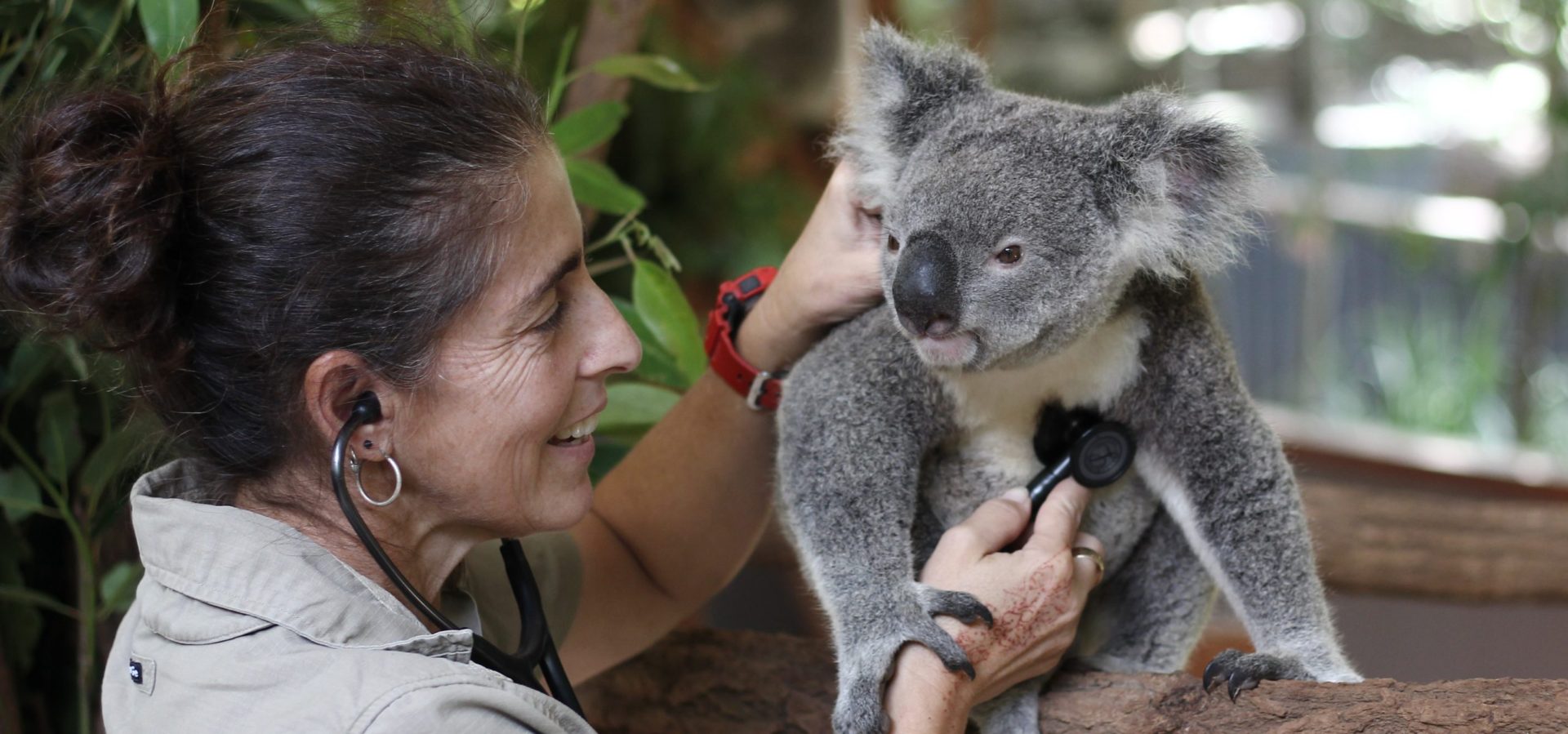 Lone Pine Koala Sanctuary | Discover Brisbane's Koala Sanctuary ...