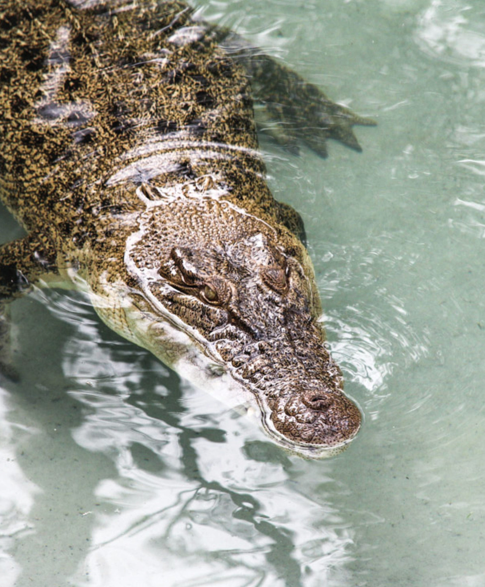 croc mobile 5
