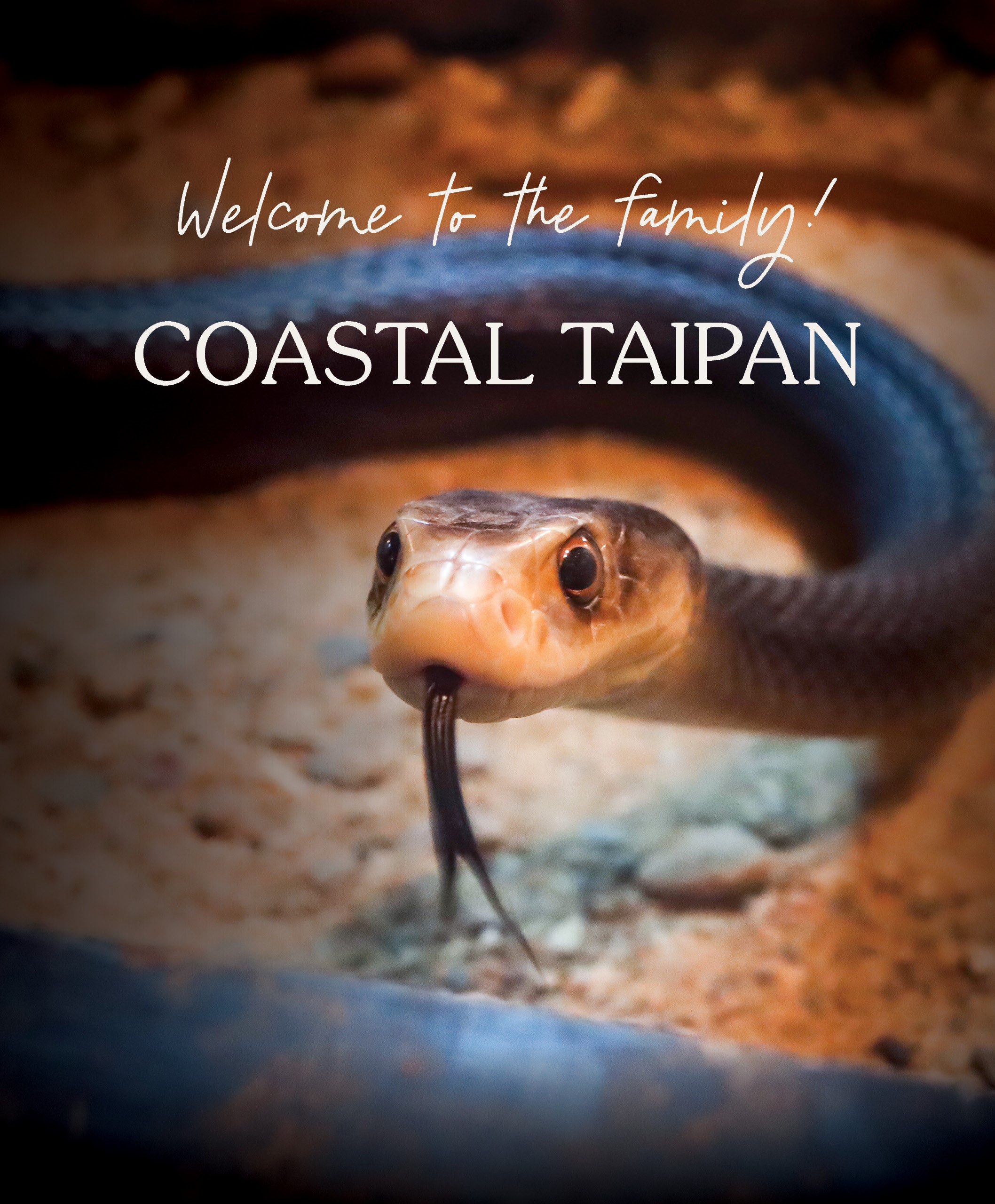 Taipan Banner mobile