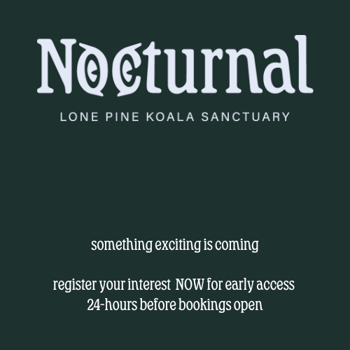 Logo for Google Ads - Nocturnal & Lone Pine (3)