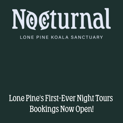 Logo for Google Ads - Nocturnal & Lone Pine (6)