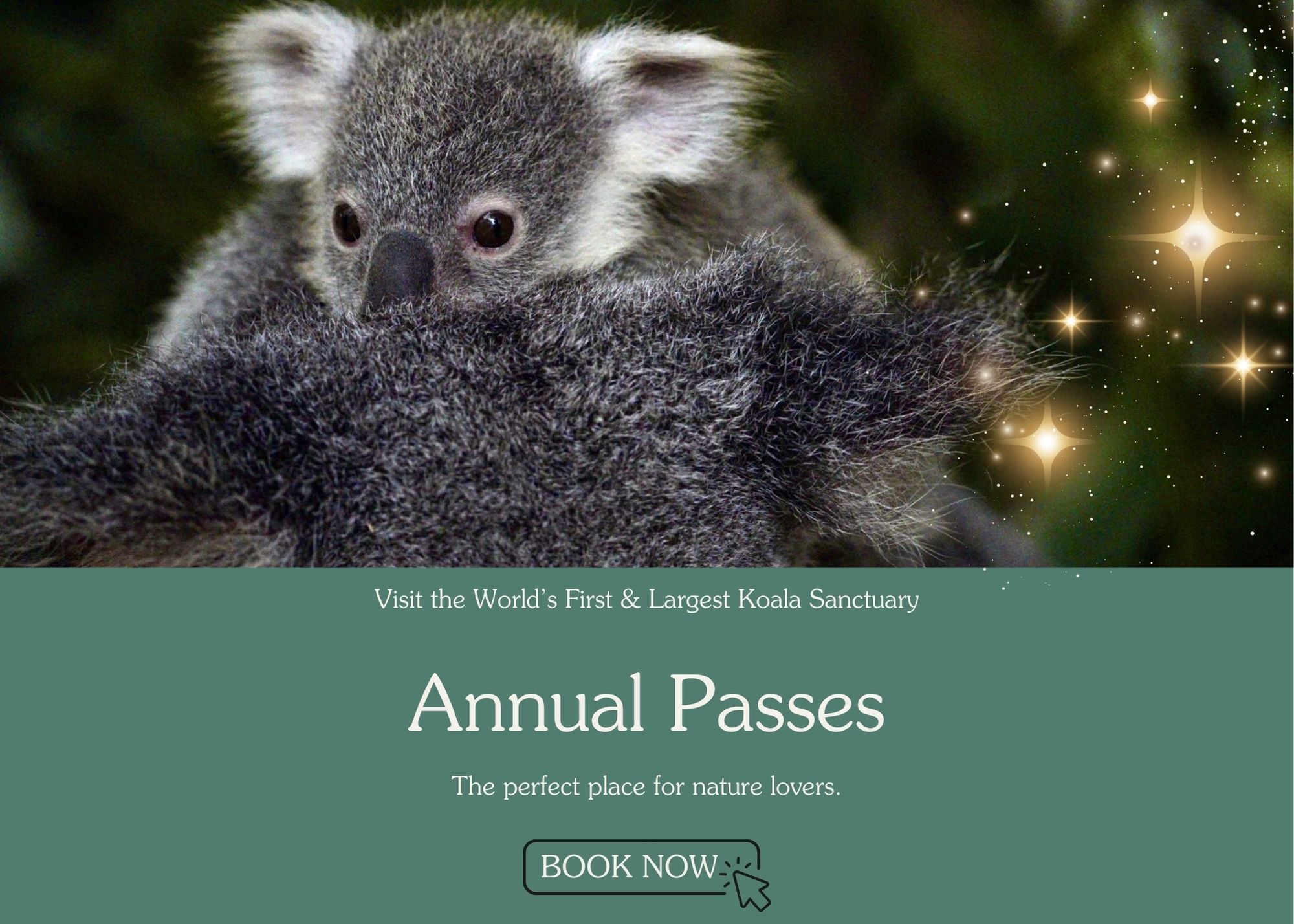 Lone Pine Koala Sanctuary | Discover Brisbane’s Koala Sanctuary ...