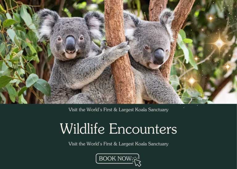 Lone Pine Koala Sanctuary | Discover Brisbane’s Koala Sanctuary ...