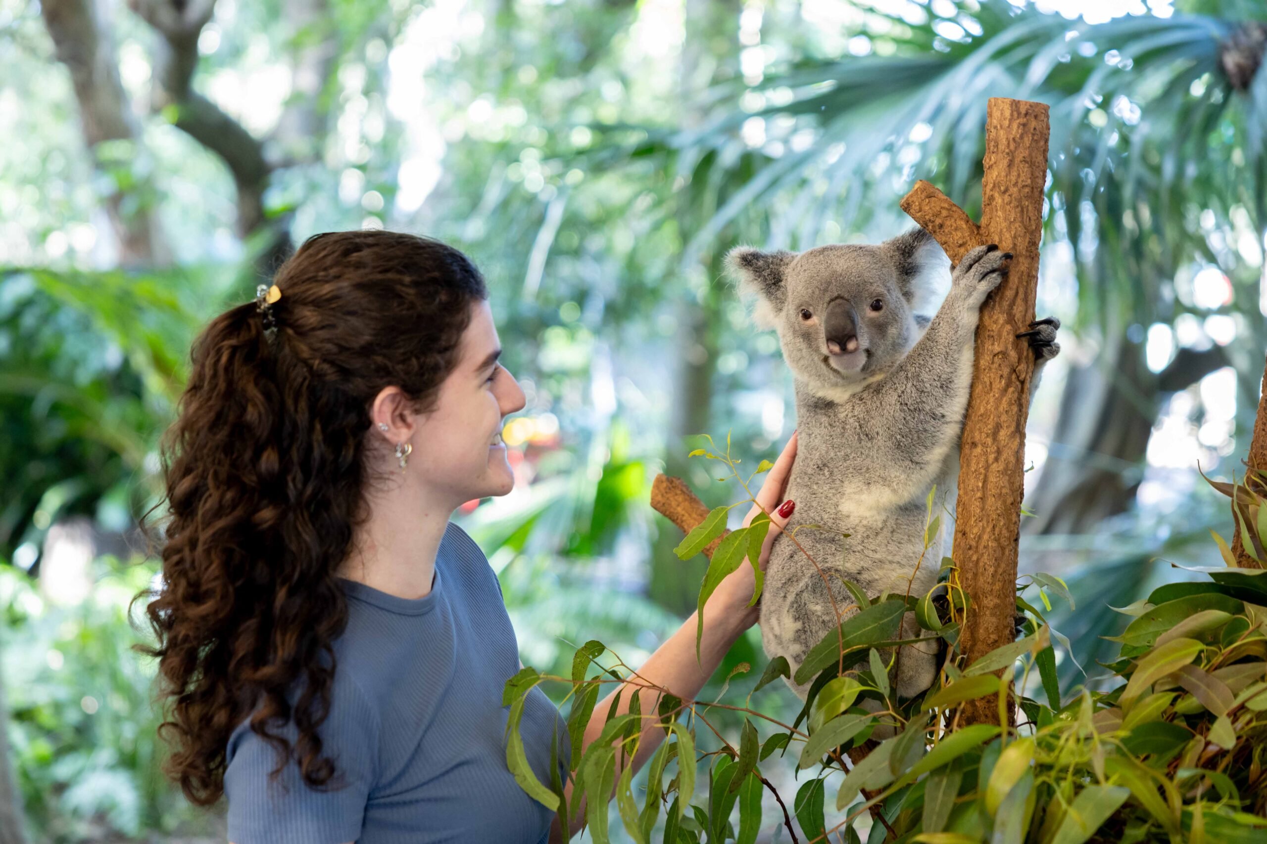 Koala Experiences – A unique wildlife experience | Lone Pine Koala ...