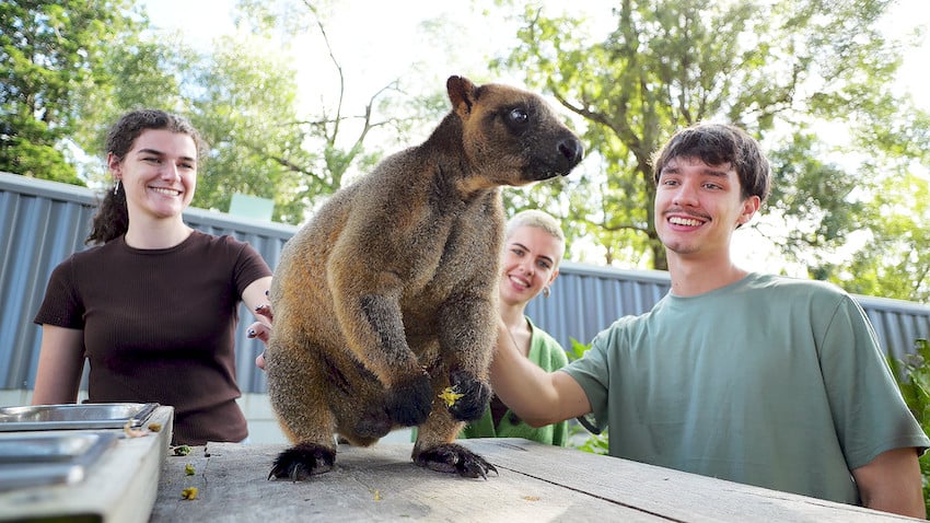 Tree Roo Encounter
