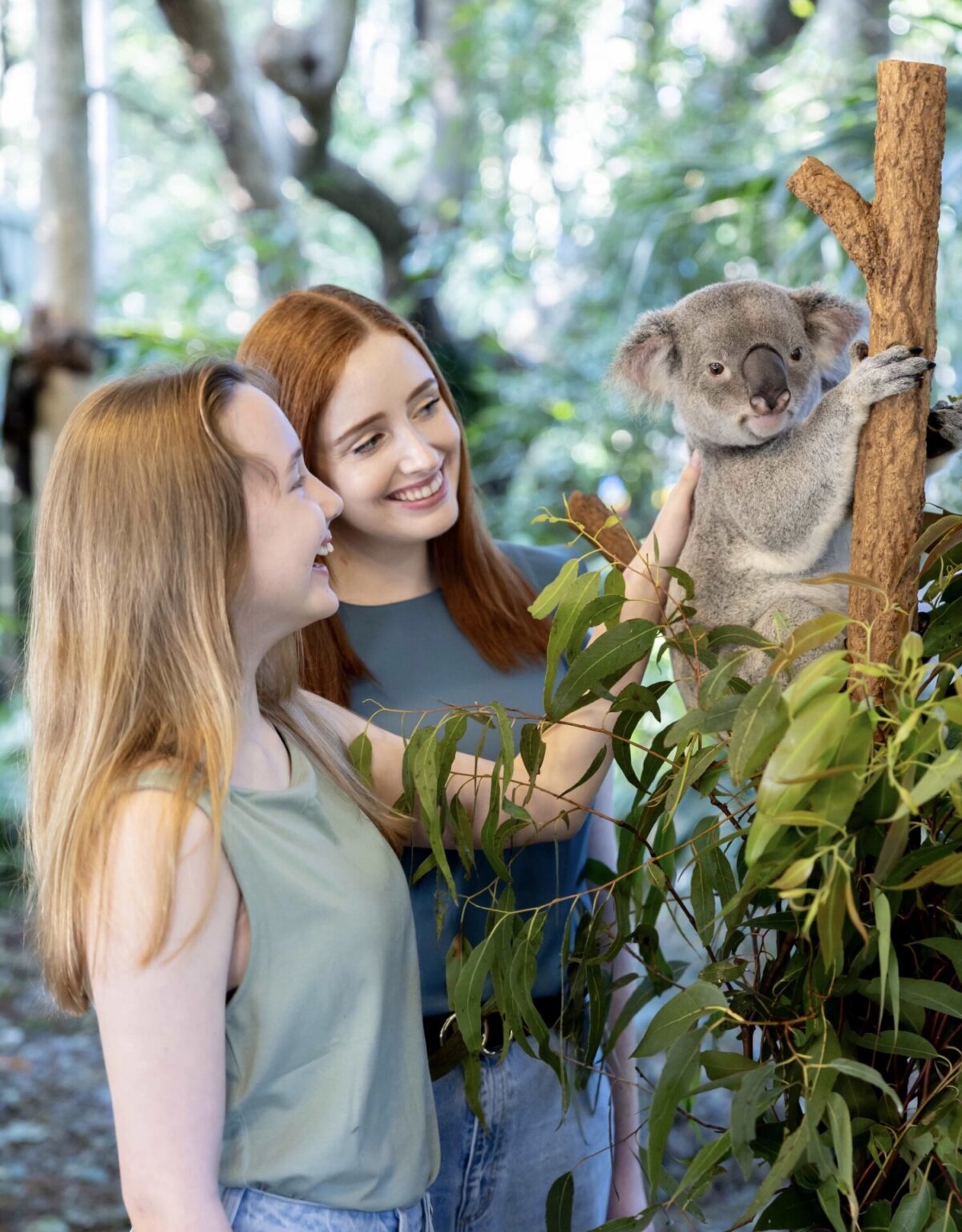 The Signature Tour | Lone Pine Koala Sanctuary