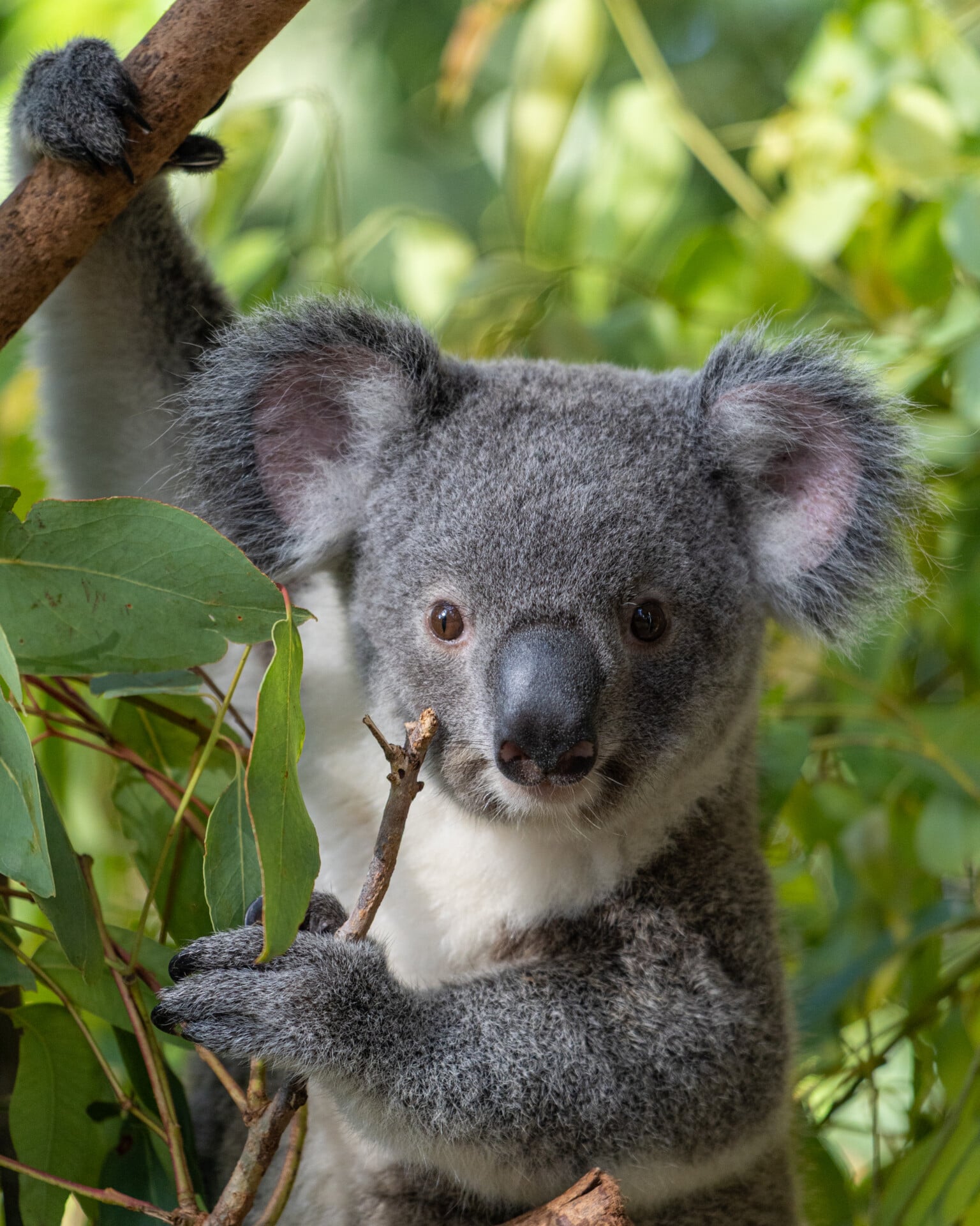 A koala in the trees at Lone Pine Koala Sanctuary