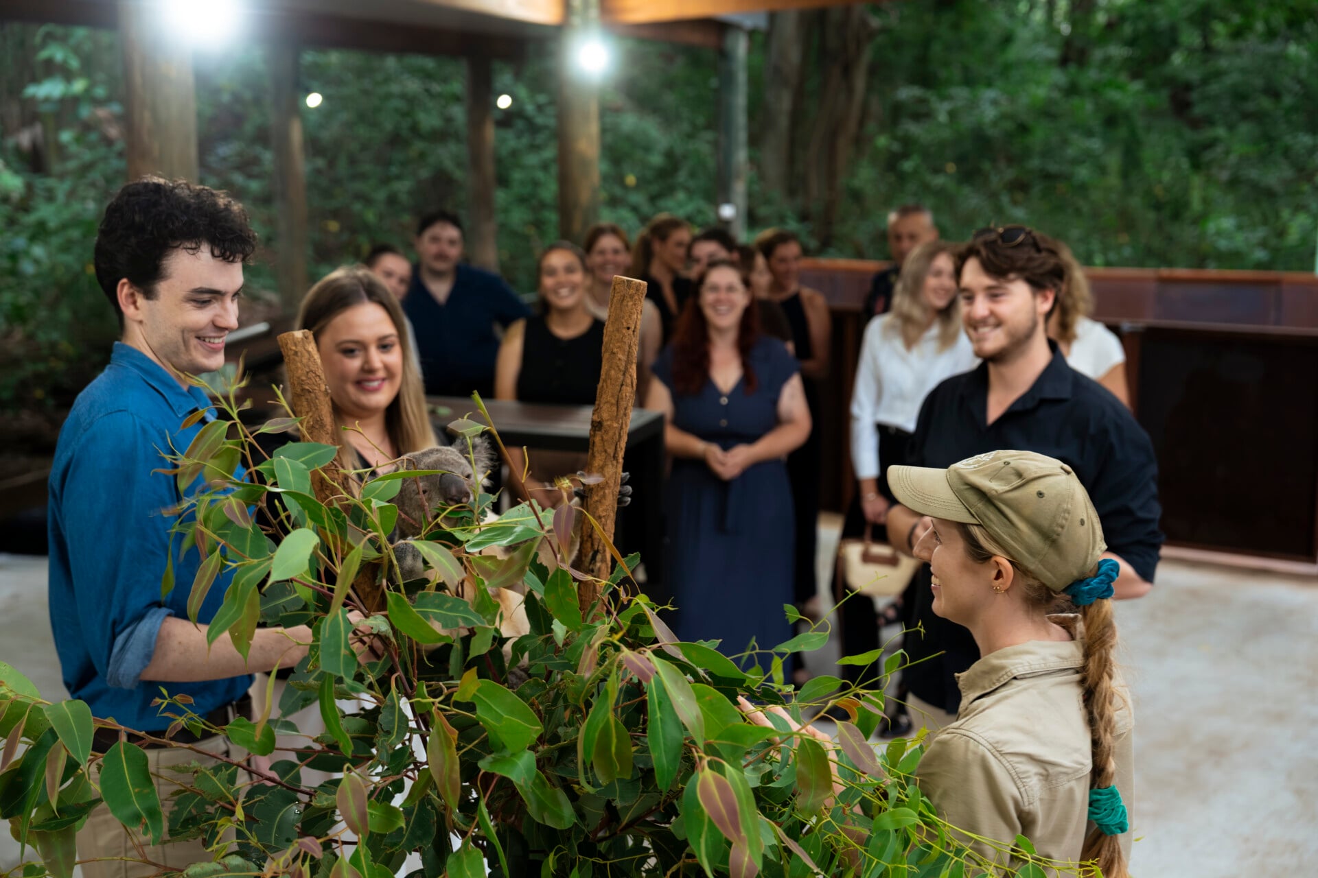 Twilight Koala Experience