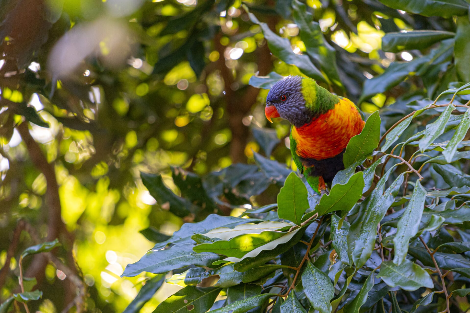 Rainbow lorikeets feeding from visitors' hands.