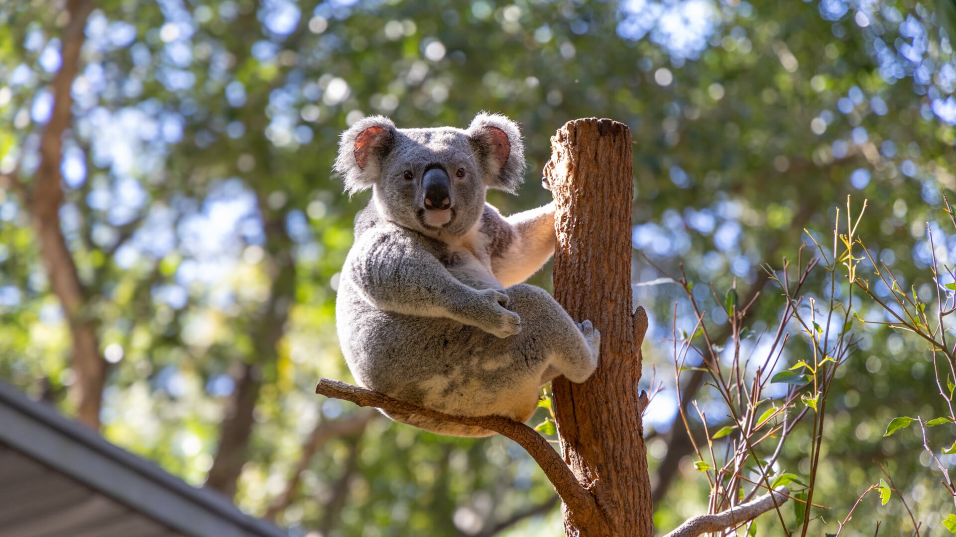A koala clinging to a tree trunk at Lone Pine Koala Sanctuary.