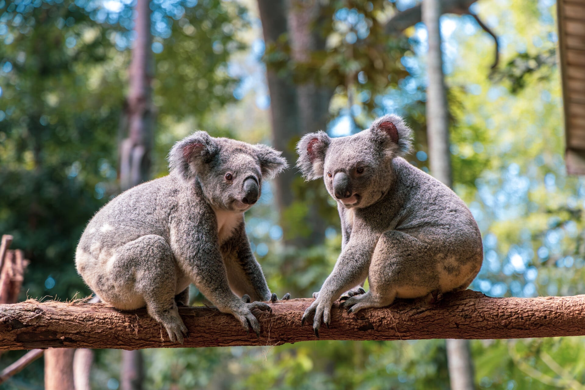 Two koalas at Lone Pine Koala Sanctuary