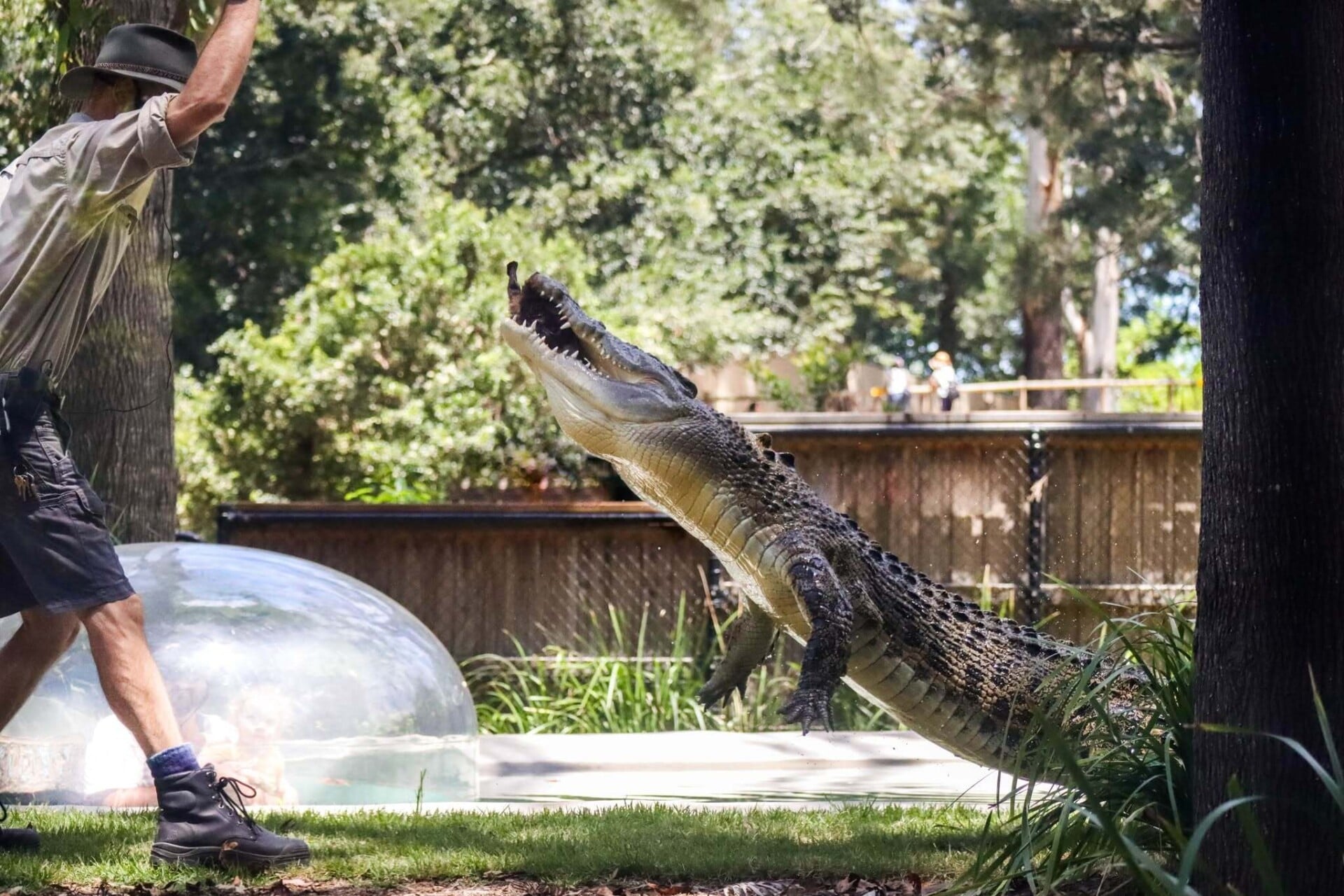 A saltwater crocodile at the water's edge.
