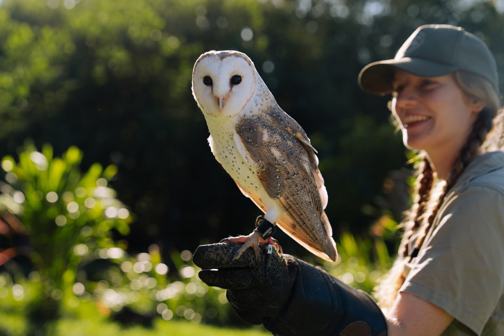 A bird of prey in flight during the Free Flight Raptor Show.