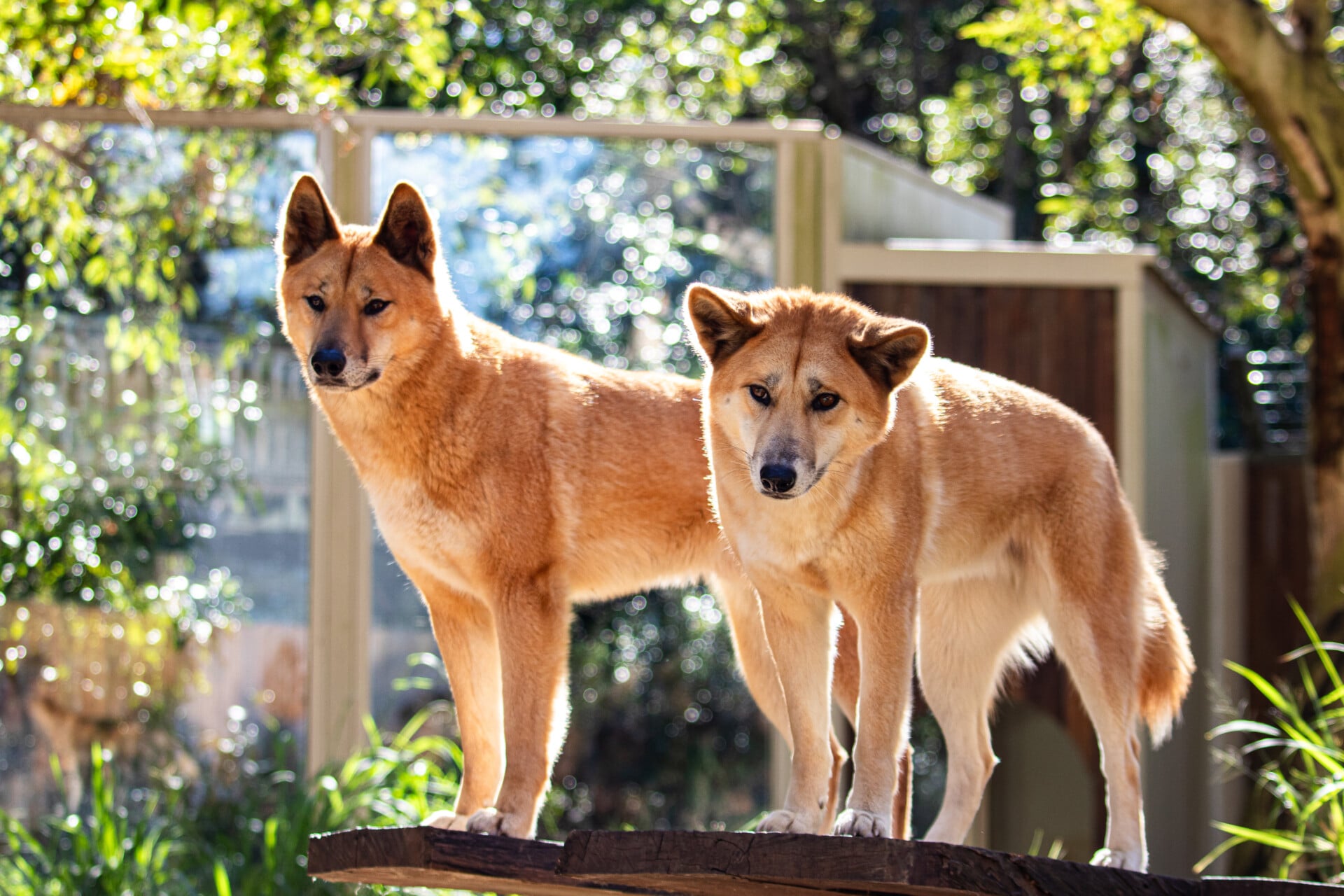 Dingoes in their habitat at Lone Pine.