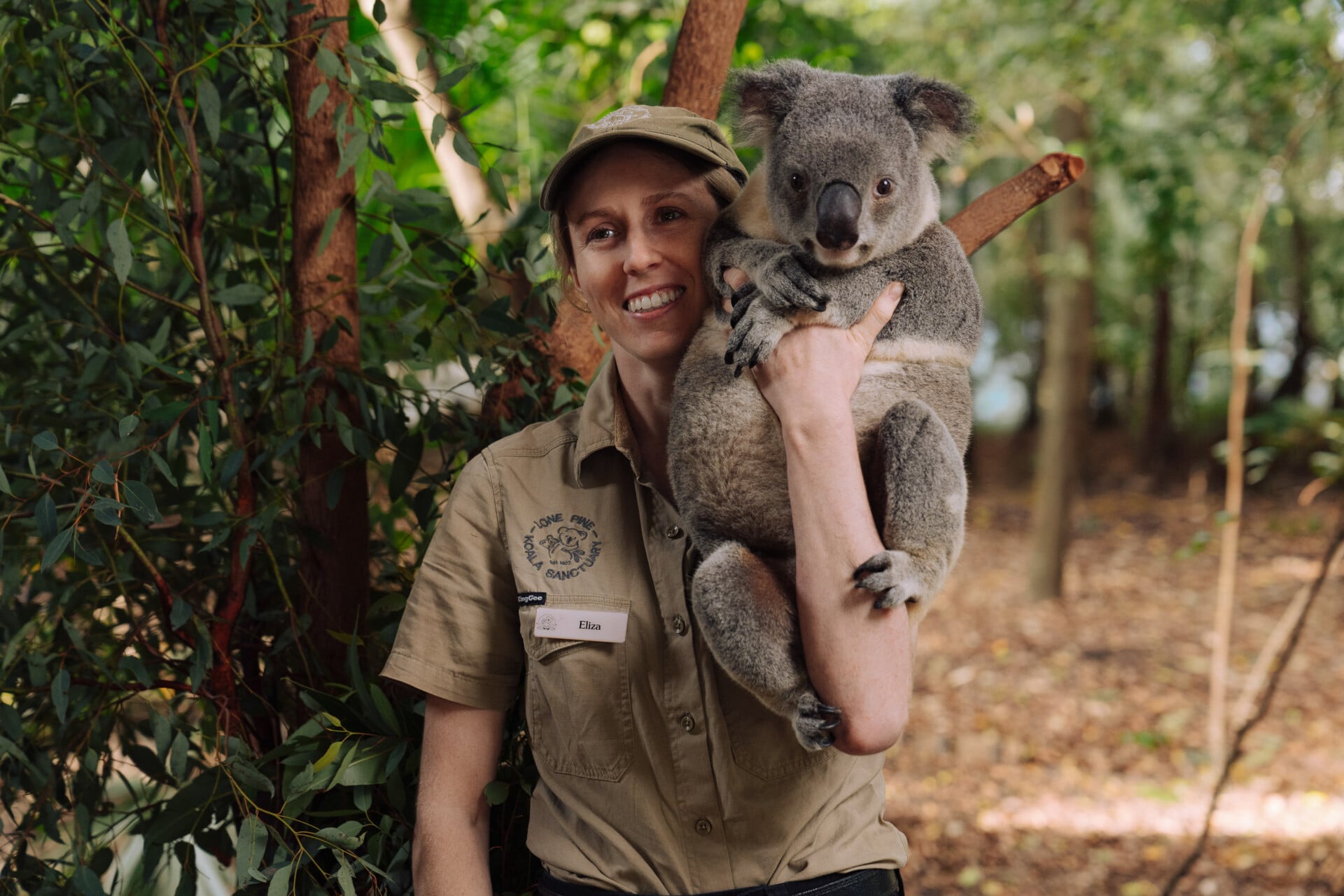 A keeper with a koala during the daily Koala Talk.