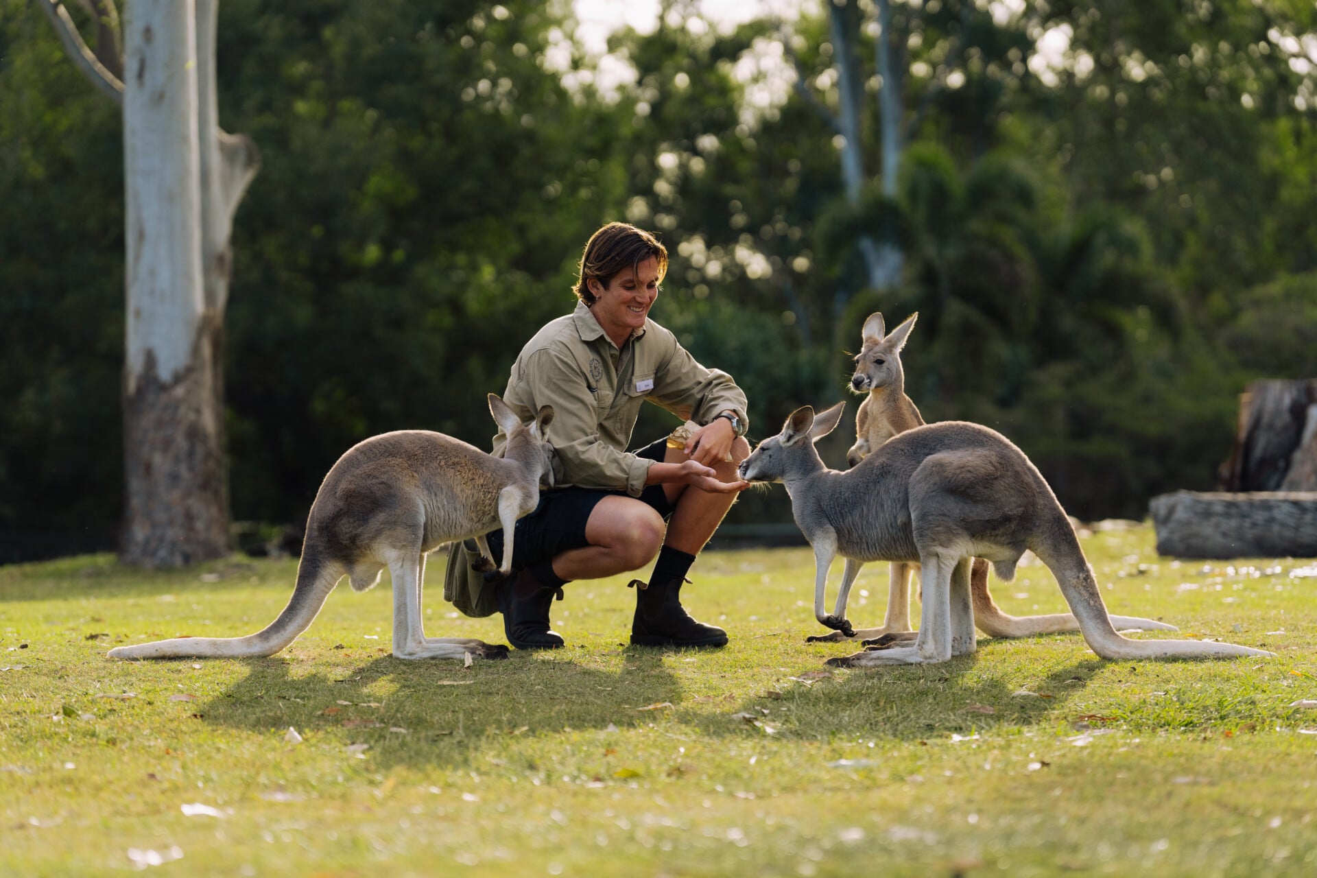 A keeper crouches to feed kangaroos on the lawn at Lone Pine Koala Sanctuary.