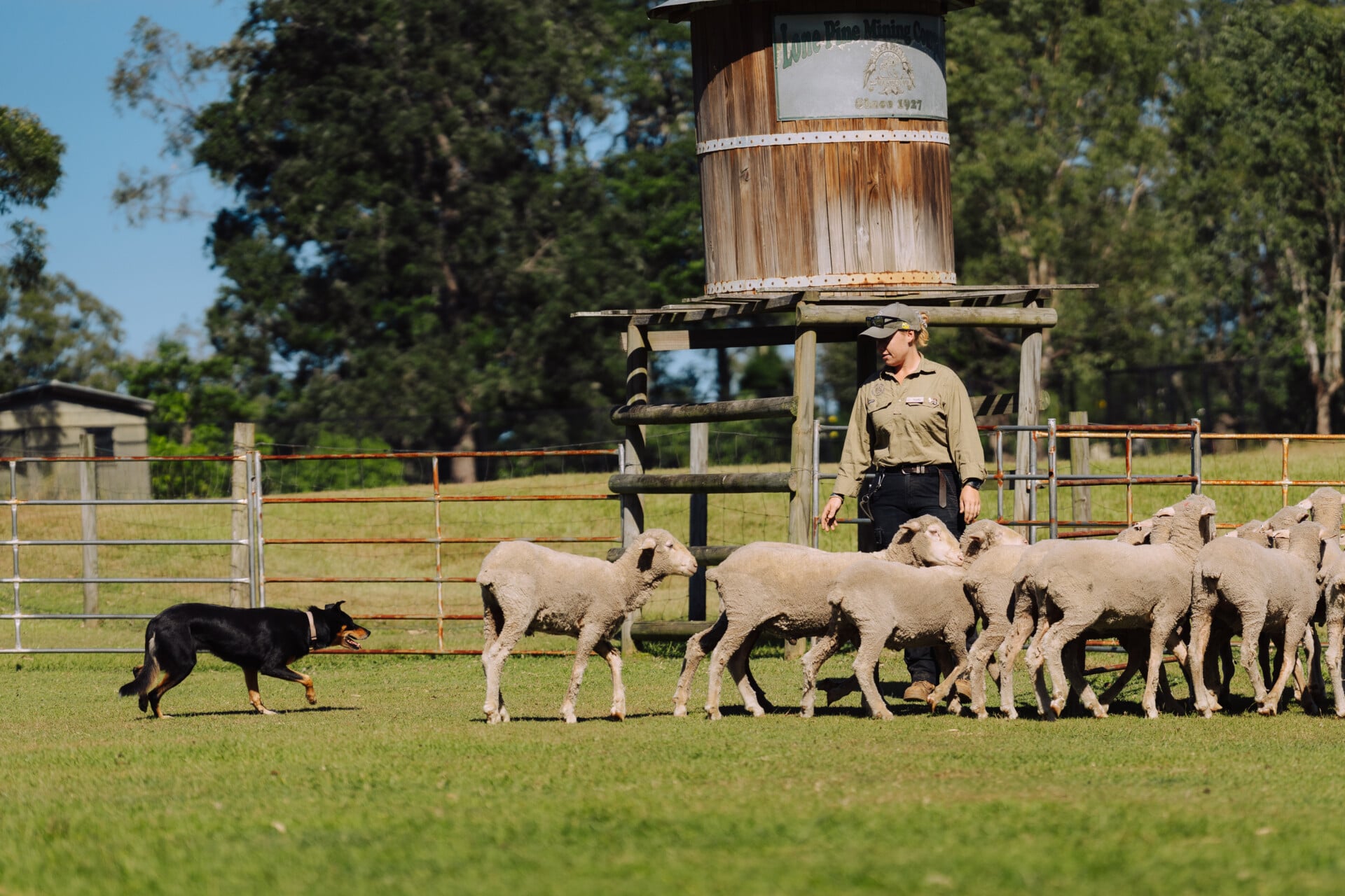 A working sheepdog rounding up the flock during the Sheep Dog Show.
