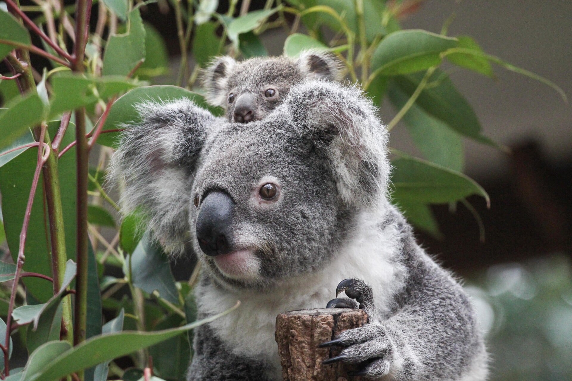 Koala mother with her joey at Lone Pine Koala Sanctuary
