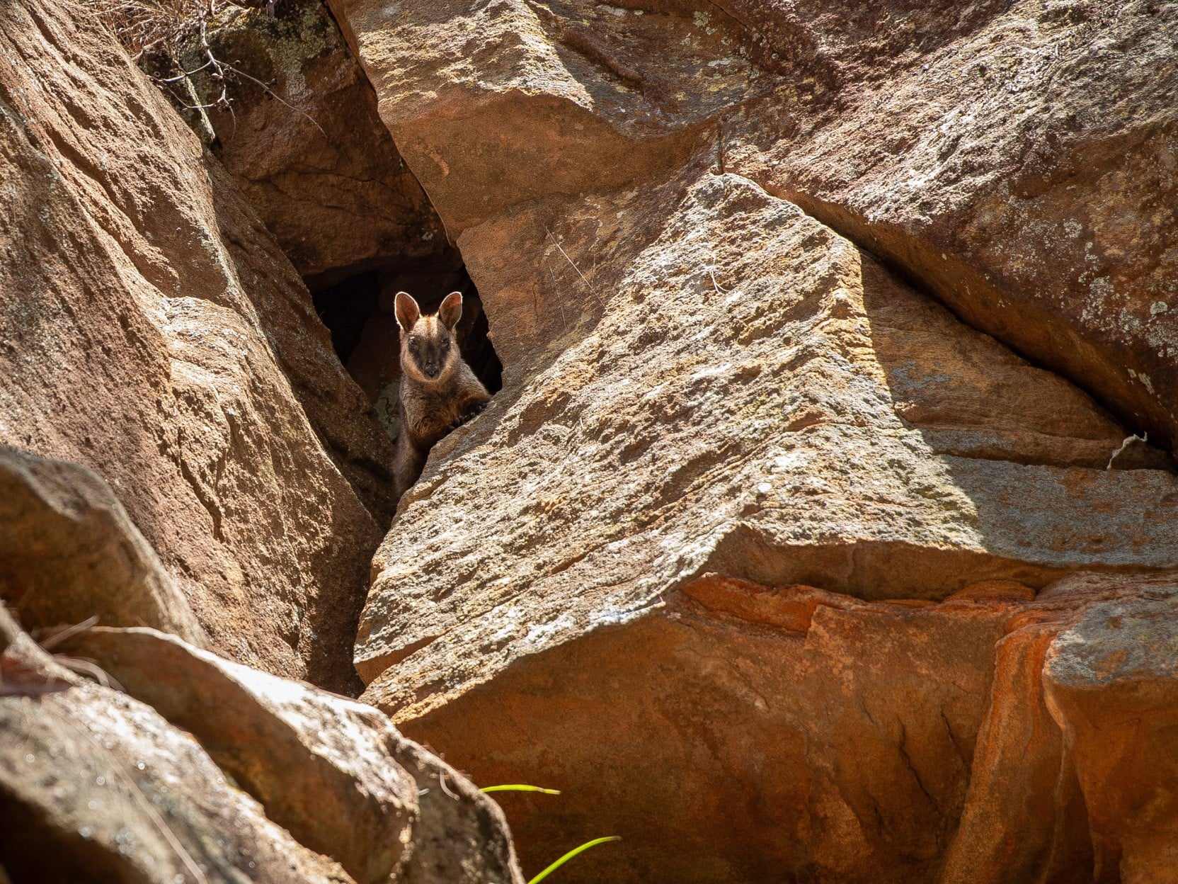 Brush-tailed Rock-wallaby at Mongo Valley Wildlife Sanctuary, New South Wales