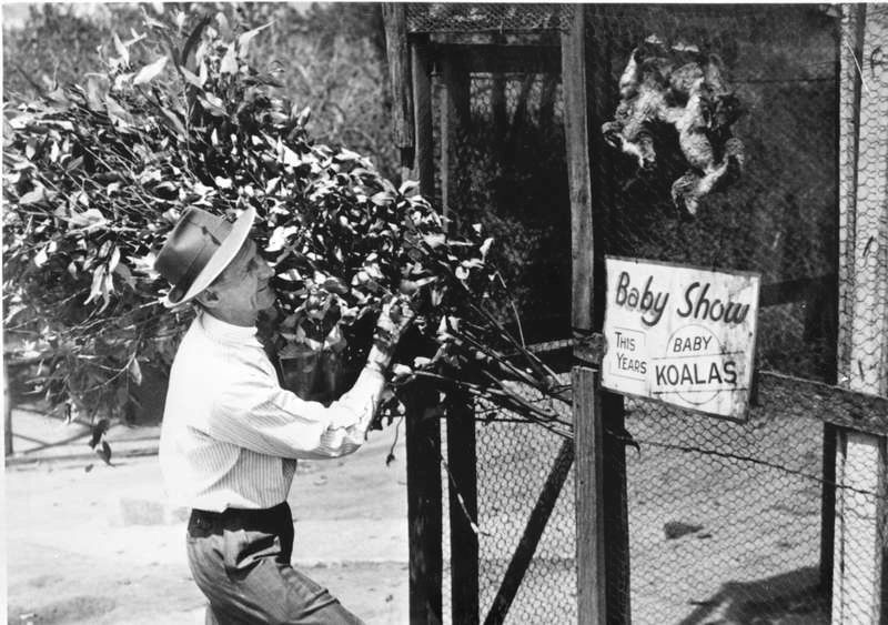 Claude Reid at the baby koala show, 1949
