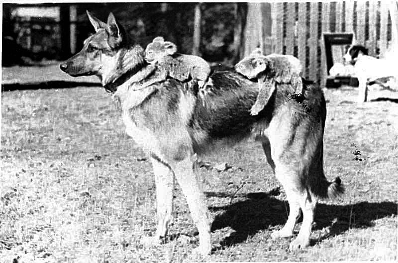 Strongheart, the resident German Shepherd, sitting with two koalas on his back, 1937